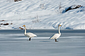 Two whooper swans on an icy lake