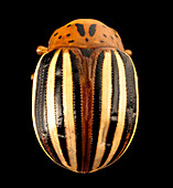 False potato beetle