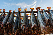 Cod fish drying on a rack in the traditional open-air way