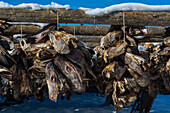 Strings of cod fish heads hanging from a drying rack