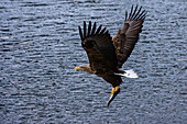 White-tailed sea eagle flying off with a freshly caught fish
