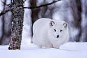 Arctic fox walking in the snow