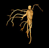 American ginseng root
