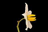 Horsenettle (Solanum carolinense)
