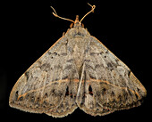 Velvetbean moth