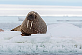 Atlantic walrus resting on the ice, Svalbard, Norway