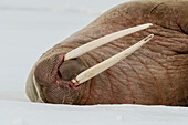 Atlantic walrus resting on ice