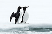 Couple of Brunnich's guillemots on ice