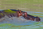 Hippo partially submerged in a pond