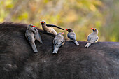 Red-billed oxpeckers sitting on an African buffalo