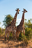 Two male Southern giraffes