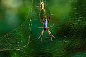 Palm spider in its web