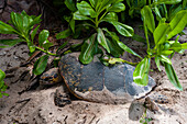 Sea turtle laying its eggs on a beach