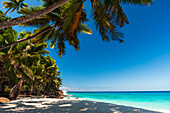 Palm trees providing shade on a sandy beach