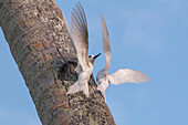 Common white terns flying about a tree trunk