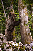 European brown bear trying to climb a tree