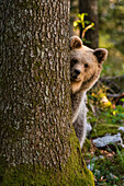 European bear looking from behind a tree