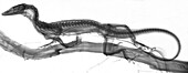 Black roughneck monitor lizard, X-ray