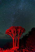 Dragon tree (Dracaena draco) under a starry sky