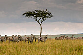 Herd of plains zebras gathering near an acacia tree