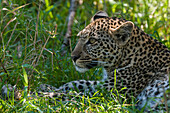 Young leopard resting in the shade
