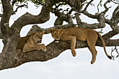 Two lionesses resting in a sausage tree (Kigalia africana)
