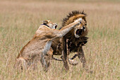 Lioness fighting off male after mating