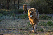 Two male lions patrolling the territory at sunrise