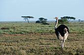Male ostrich in Ndutu plains, Tanzania