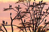 Marabou storks perching on a tree at sunrise