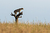 Cheetah surveying the savannah from a dead tree