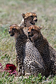 Female cheetah with two cubs on a carcass