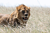 Male lion in tall grass