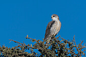 Sub-adult black-shouldered kite perching on a tree