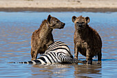 Spotted hyenas feeding on a zebra killed in water