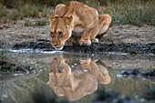 Reflection of a lioness drinking at a waterhole