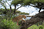 Lioness climbing a tree