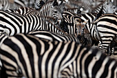 Foal emerging from a herd of Burchell's zebras