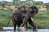 African elephant having a mud bath