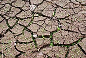 Cracked lakebed during drought