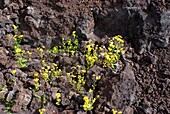 Plants in volcanic soil