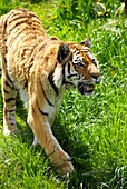 Sumatran tiger in South Lakes zoo