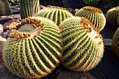 Golden barrel cacti (Echinocactus)
