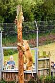 Lioness in South Lakes zoo
