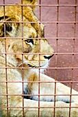 Caged lioness in South Lakes zoo