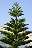 Pine tree in Spain
