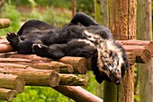 Andean bear in South Lakes zoo