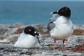 Couple of swallow-tailed gulls