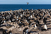 Colony of rockhopper penguins and imperial shags