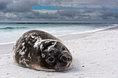 Southern elephant seal pup resting on a beach